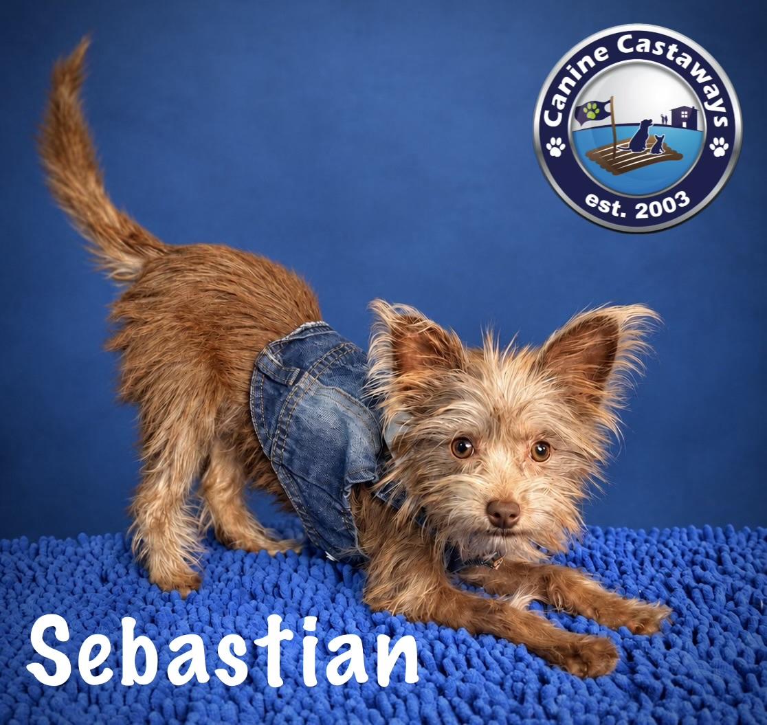 Enlarge Sebastian, a Adoptable mixed breed in Arcadia, FL image 1/6
