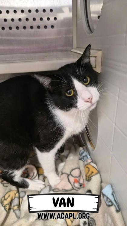 Enlarge Van, a Adoptable Domestic Short Hair in Ashtabula, OH image 1/1