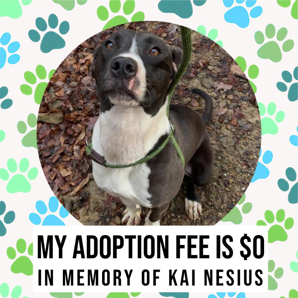 Flinstone, Adoptable, Adult Male Mixed Breed.