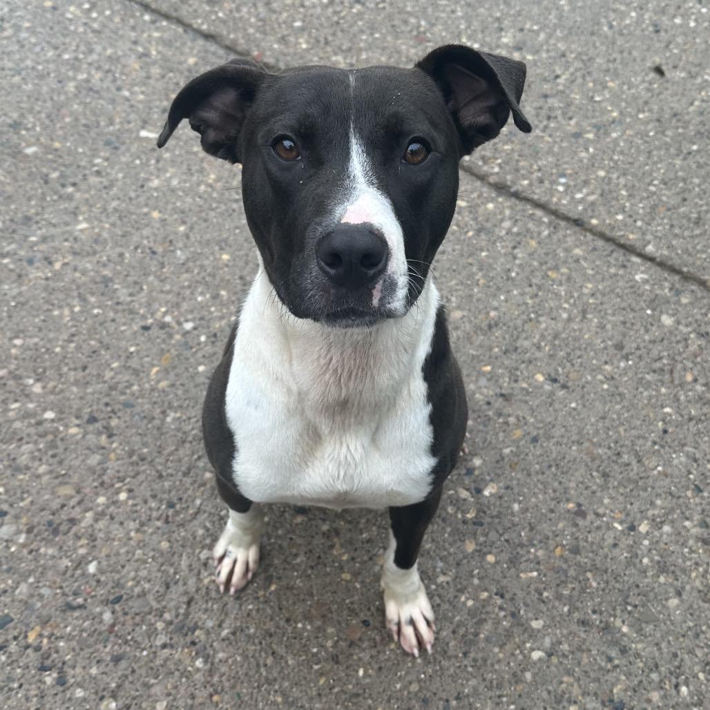 Enlarge Flinstone, a Adoptable Mixed Breed in Charleston, WV image 3/4