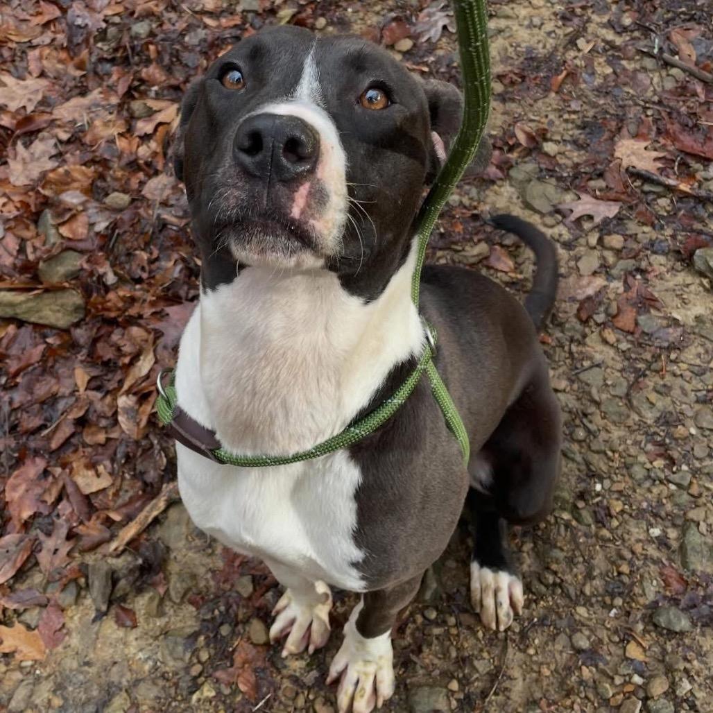 Enlarge Flinstone, a Adoptable Mixed Breed in Charleston, WV image 4/4