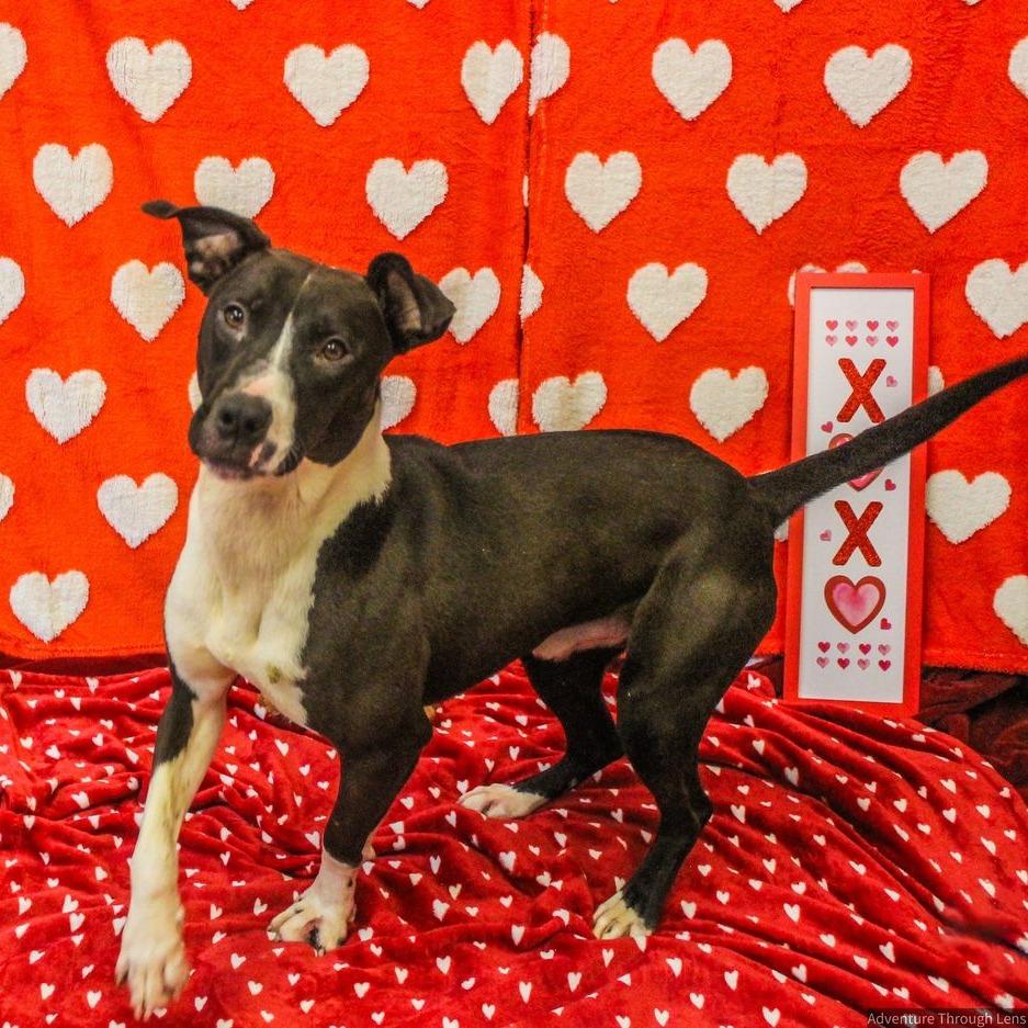 Flinstone, a Adoptable Mixed Breed in Charleston, WV image 6/6