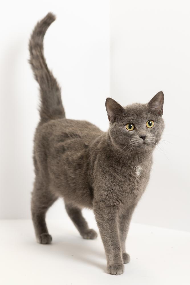 Tuna, ADOPTABLE, Young Male Domestic Short Hair.