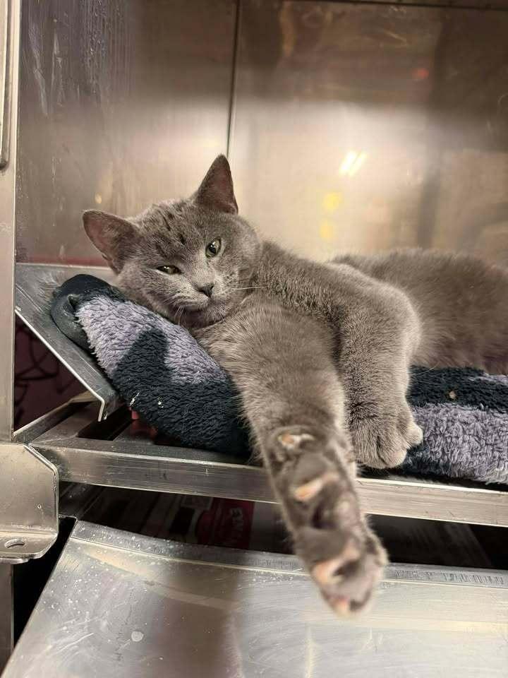 Tuna, a ADOPTABLE Domestic Short Hair in Blair, NE image 3/3