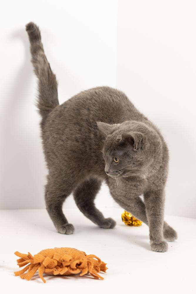 Tuna, a ADOPTABLE Domestic Short Hair in Blair, NE image 2/3