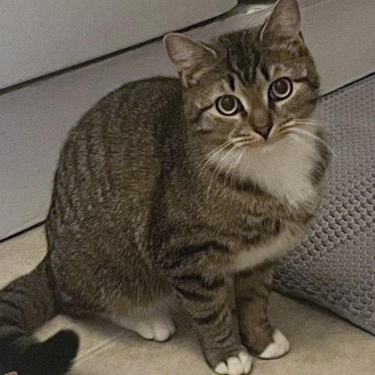 Daisy , ADOPTABLE, Young Female Domestic Short Hair.