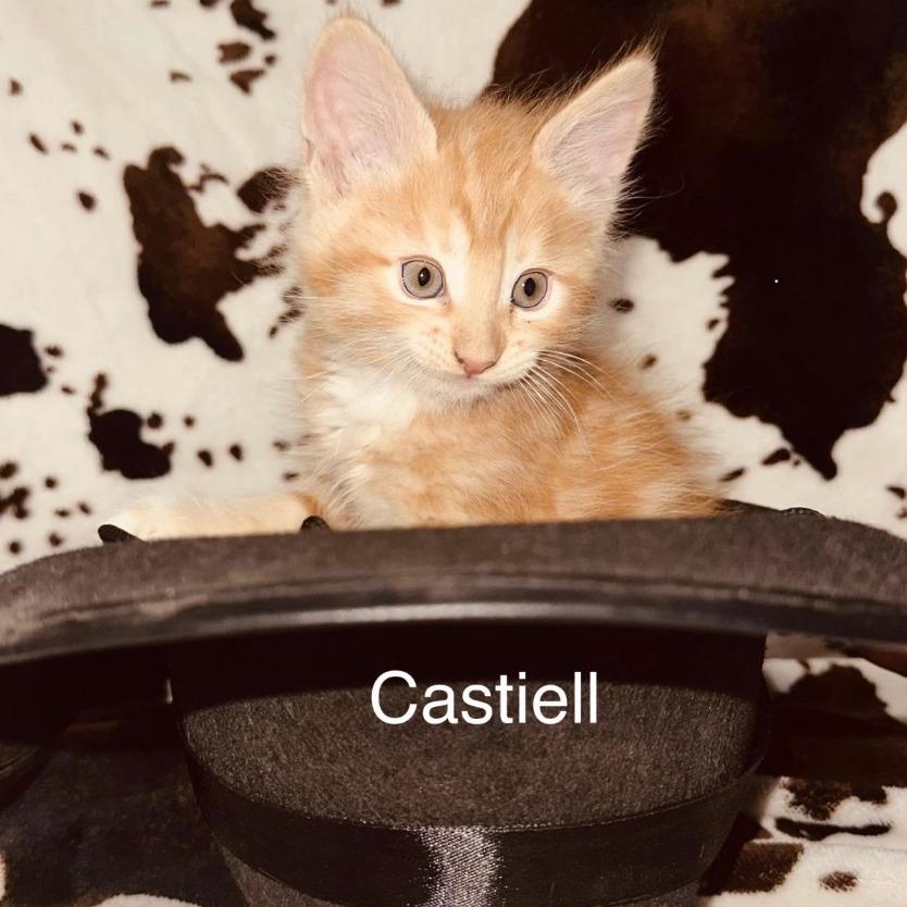Castiell, Adoptable, Kitten Male Domestic Medium Hair.