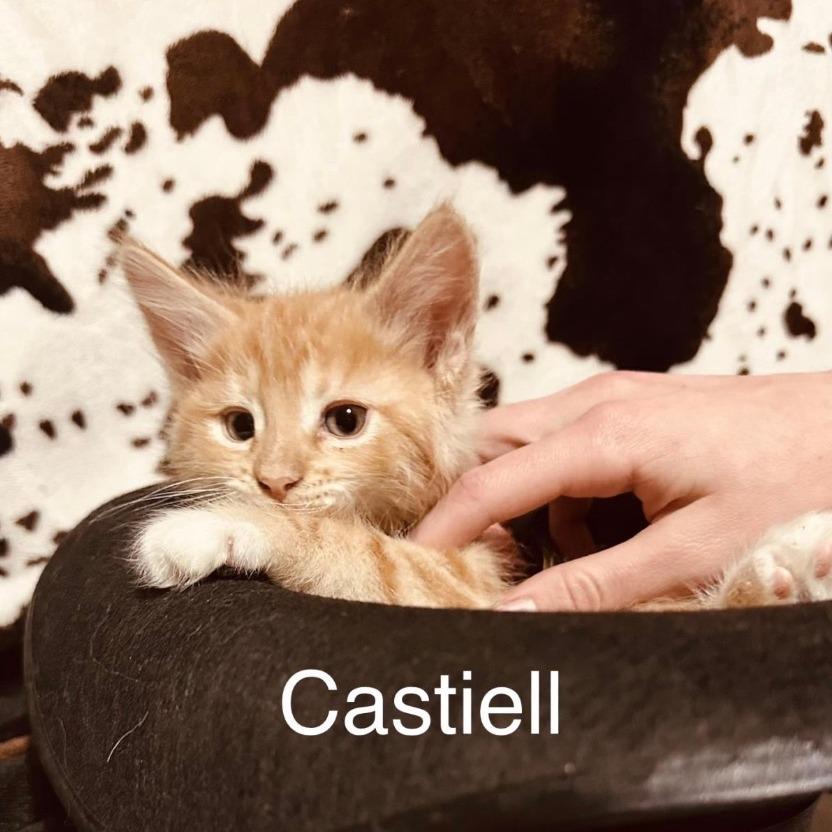 Enlarge Castiell, a Adoptable Domestic Medium Hair in Stagecoach, NV image 2/3