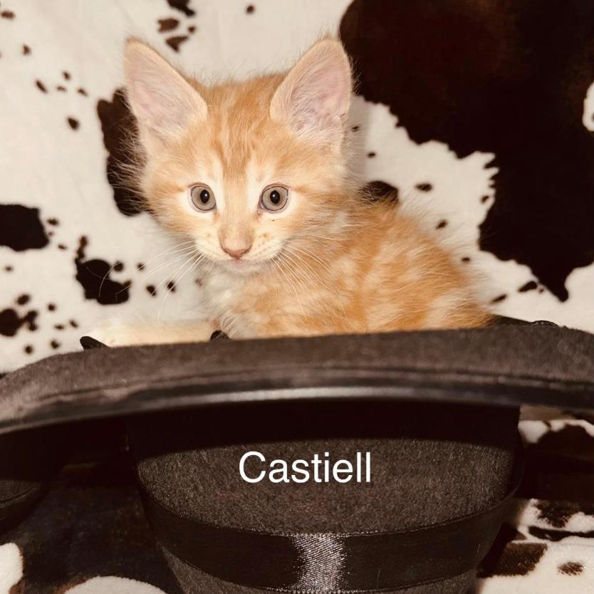 Enlarge Castiell, a Adoptable Domestic Medium Hair in Stagecoach, NV image 3/3