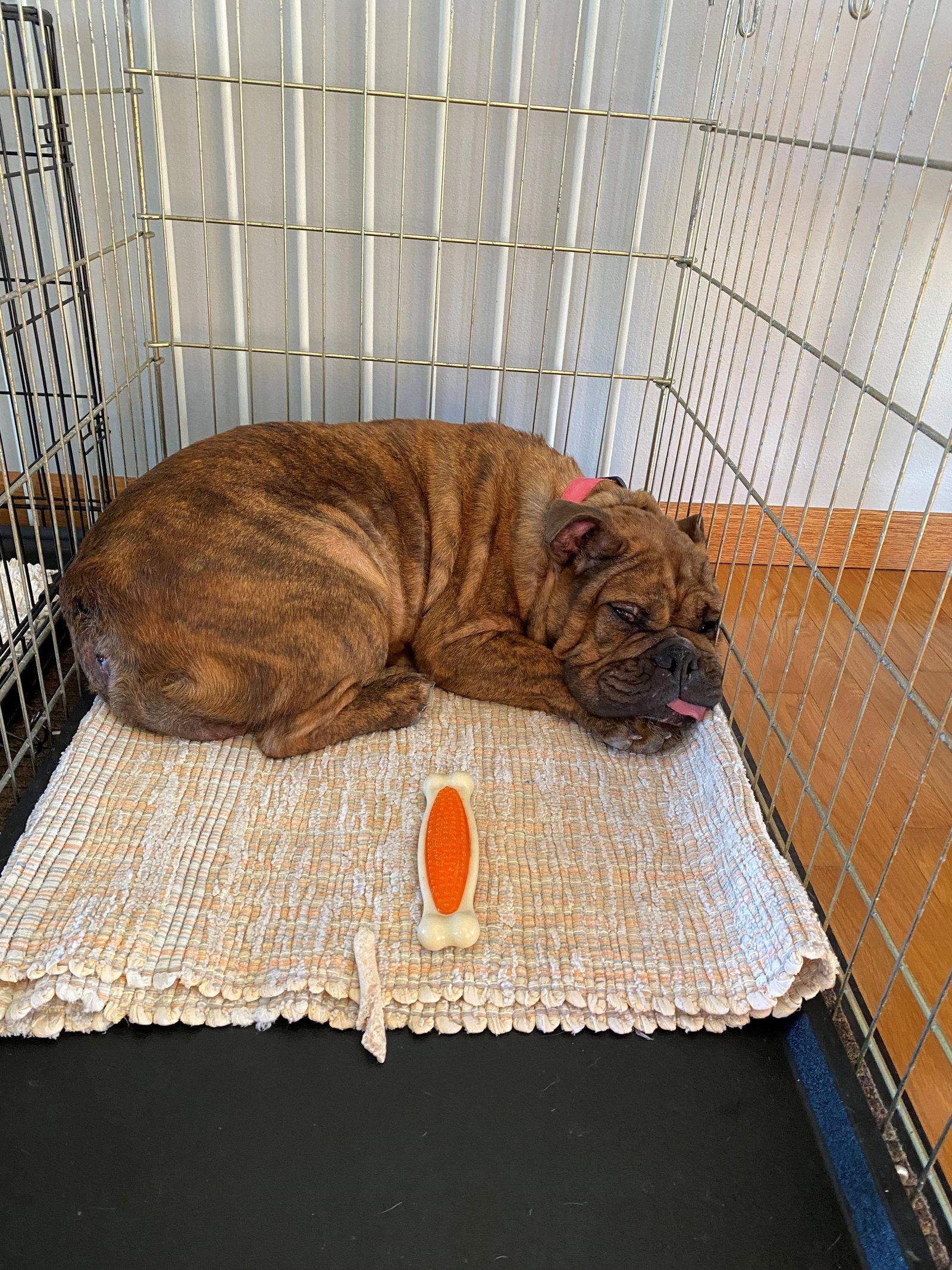 Reba, Adopted, Adult Female English Bulldog.