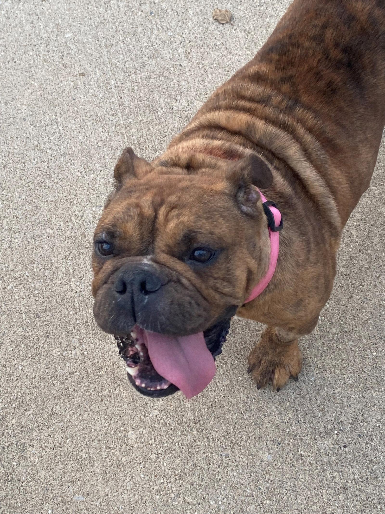 Enlarge Reba, a Adopted English Bulldog in Chambersburg, PA image 2/3