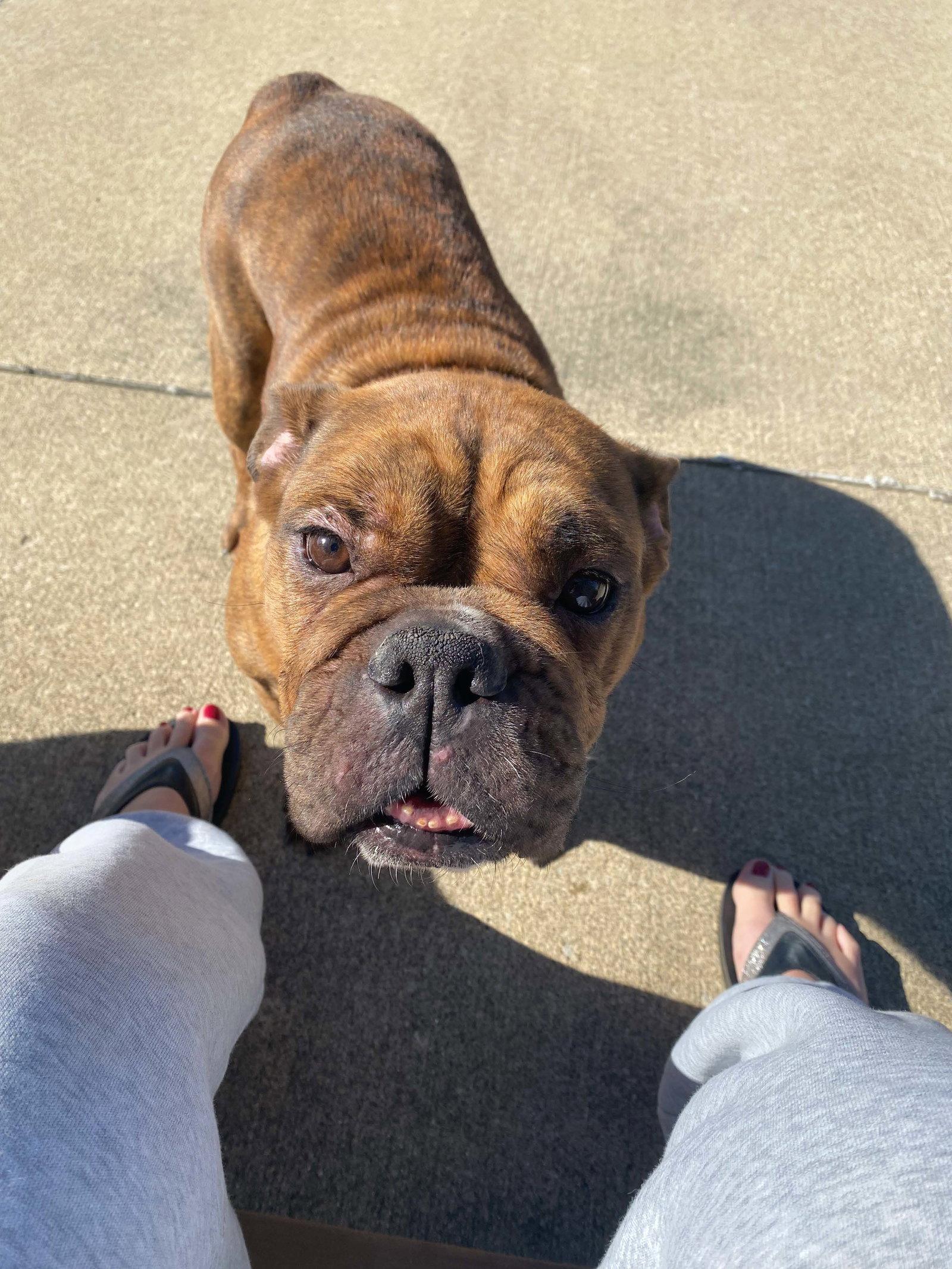 Enlarge Reba, a Adopted English Bulldog in Chambersburg, PA image 3/3