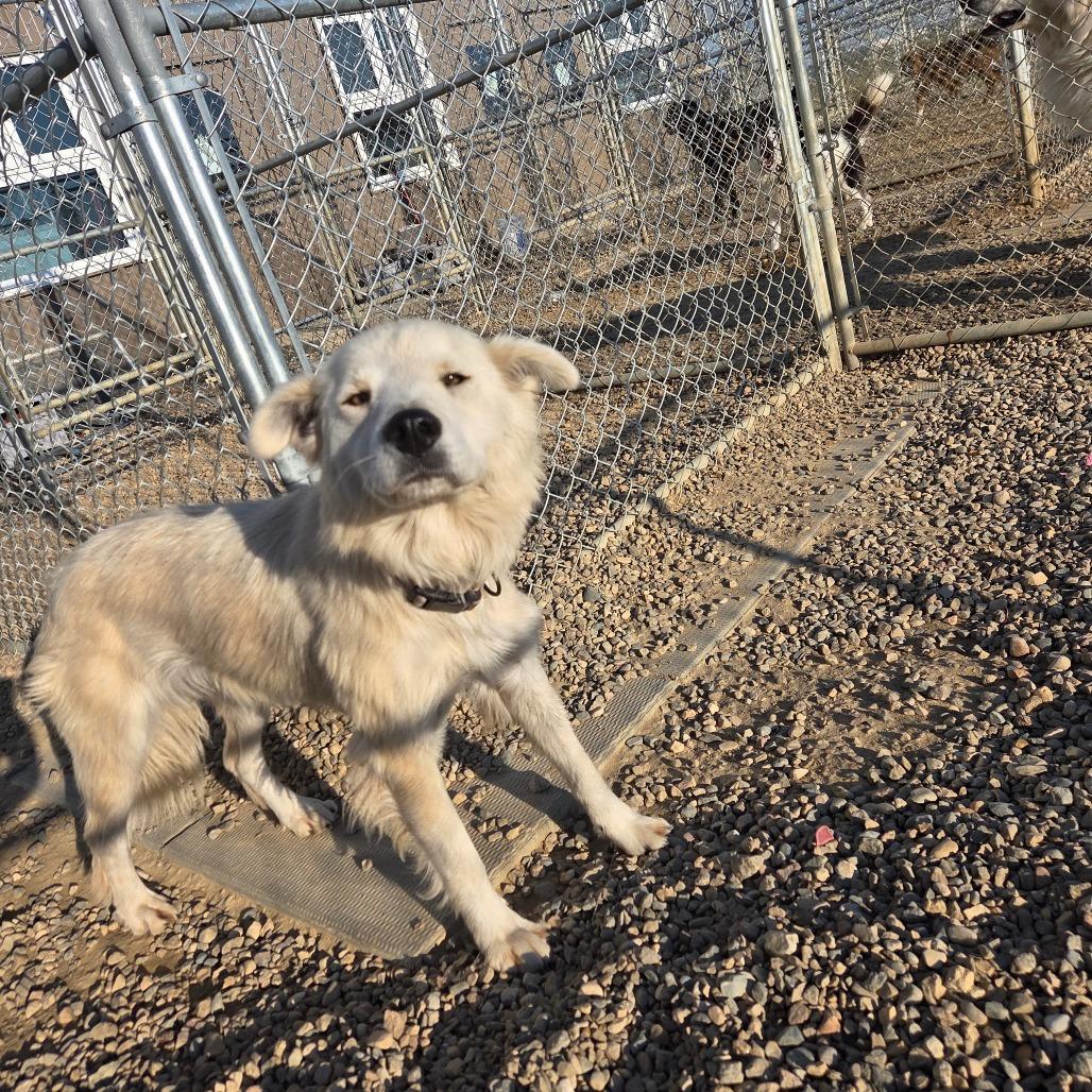 Enlarge Arctic, a Adoptable Shepherd in North Battleford, SK image 1/2