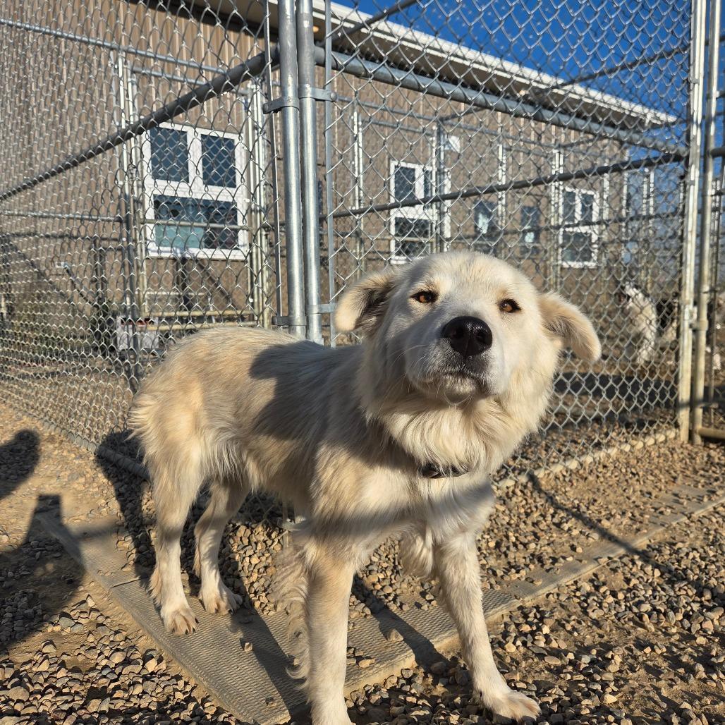 Enlarge Arctic, a Adoptable Shepherd in North Battleford, SK image 2/2