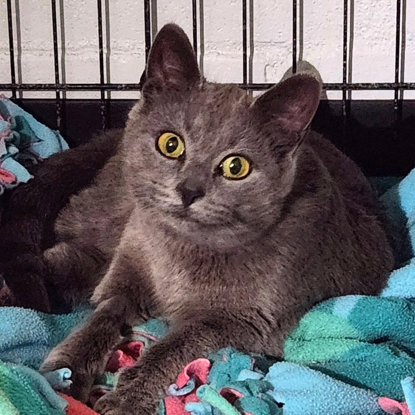 Lexie Grey, Adopted, Young Female Domestic Short Hair & Russian Blue.