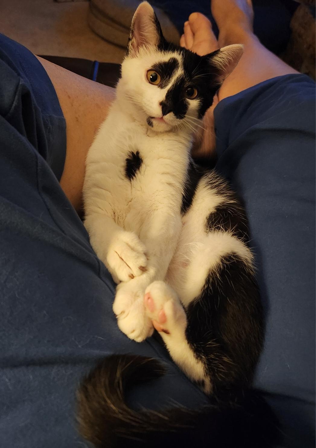 Route 15 Sisters: Jamie & Mona, a Adoptable Domestic Short Hair in Leesburg, VA image 3/4