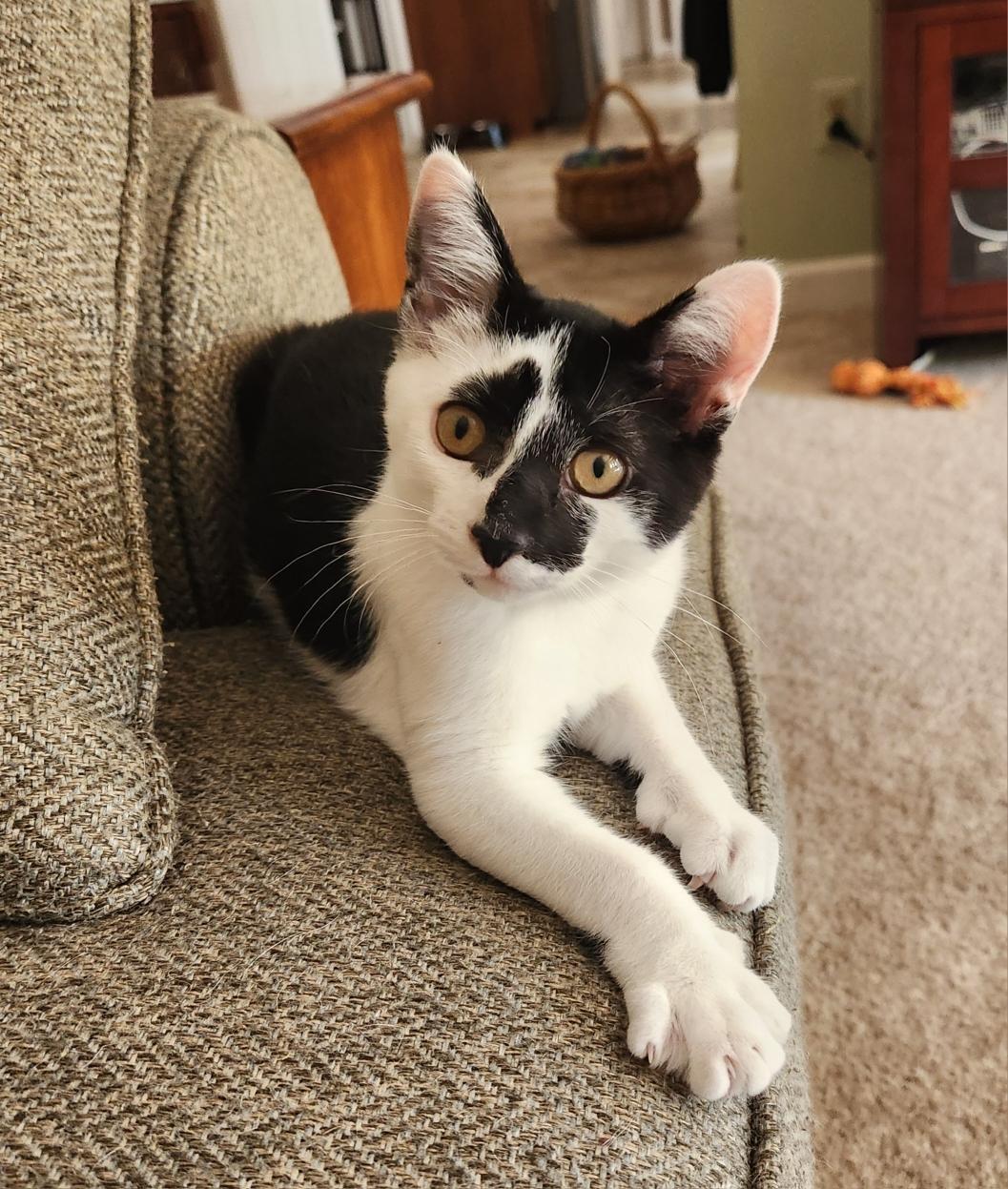 Route 15 Sisters: Jamie & Mona, a Adoptable Domestic Short Hair in Leesburg, VA image 1/4