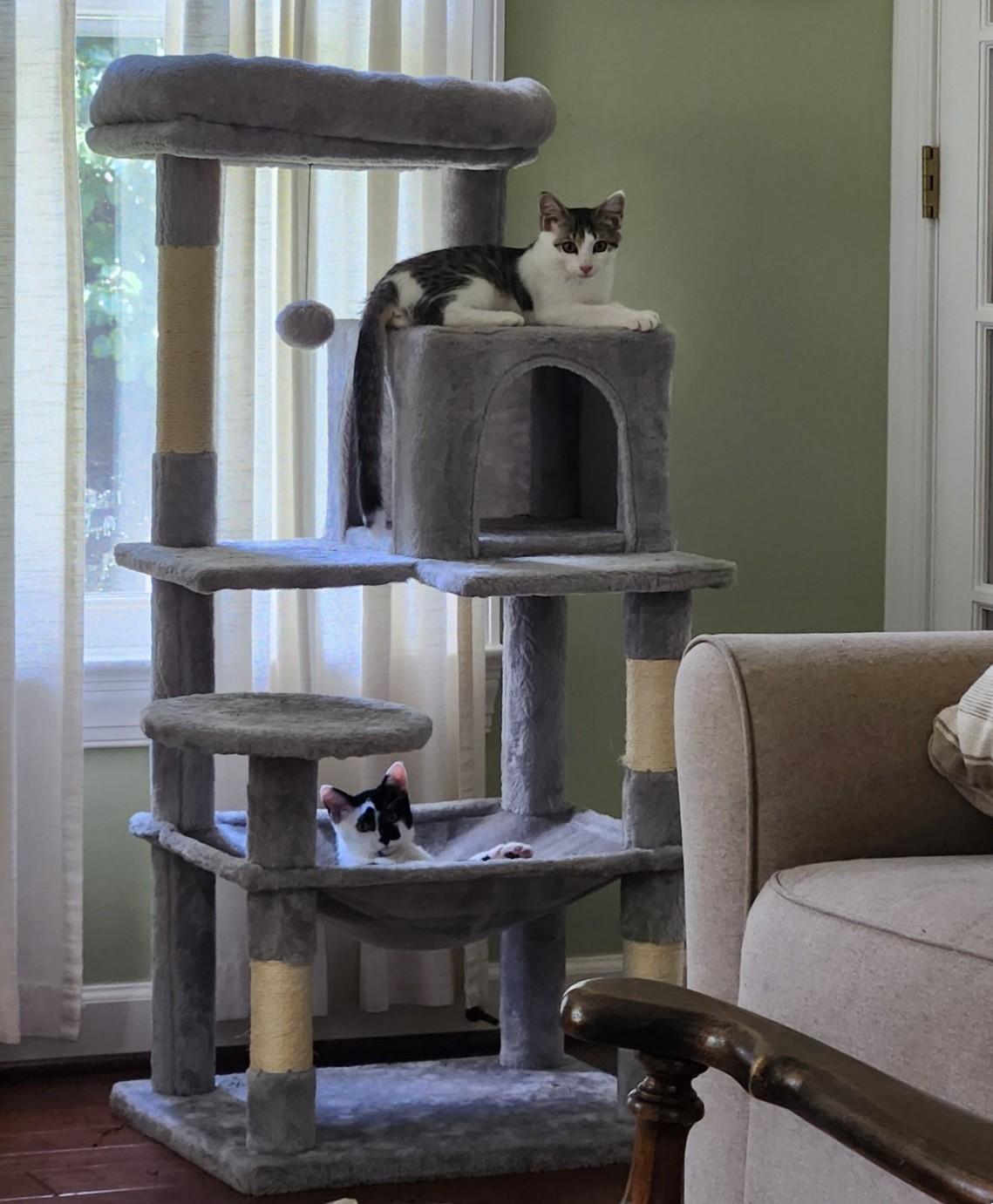 Route 15 Sisters: Jamie & Mona, a Adoptable Domestic Short Hair in Leesburg, VA image 2/4