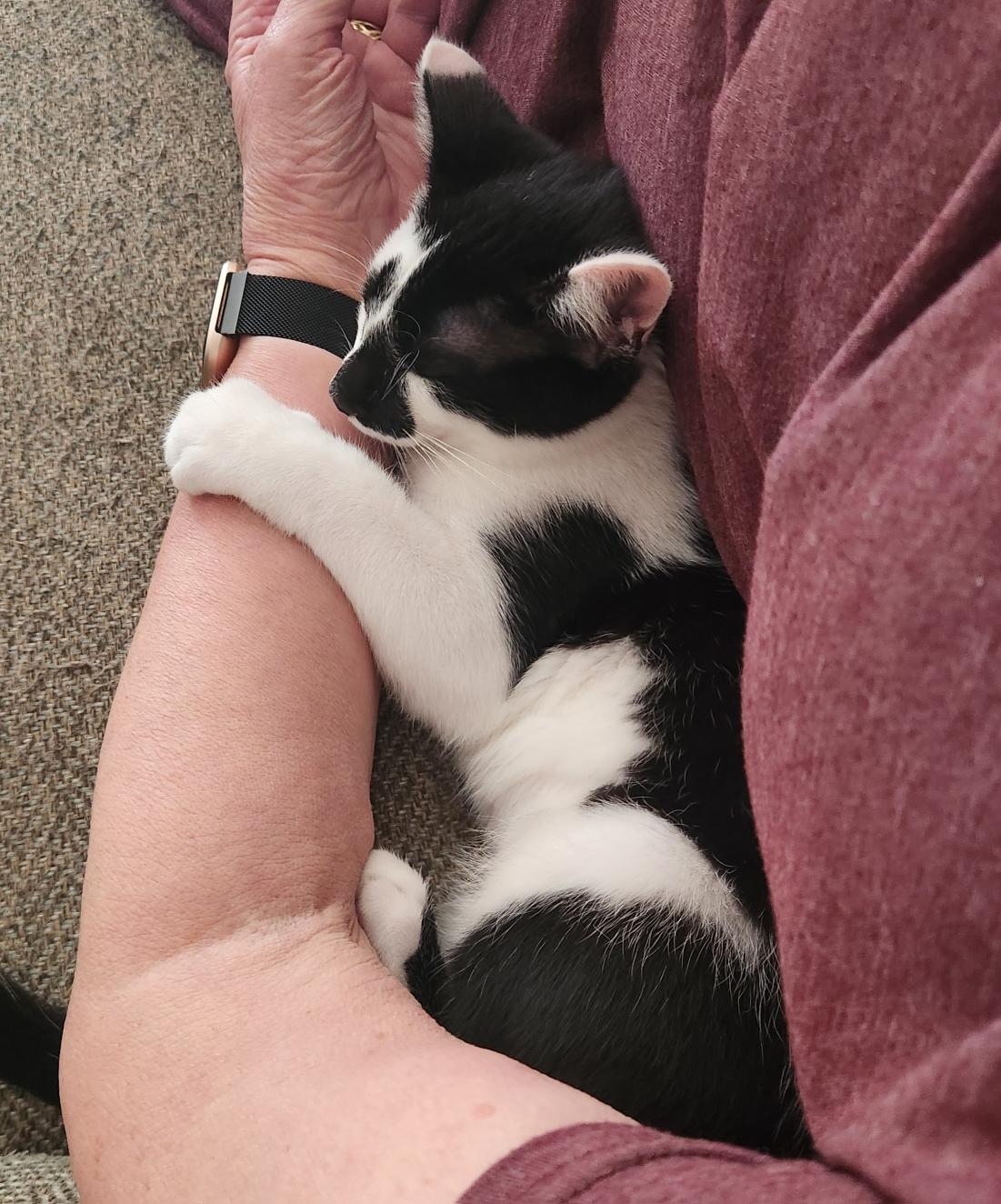 Route 15 Sisters: Jamie & Mona, a Adoptable Domestic Short Hair in Leesburg, VA image 4/4