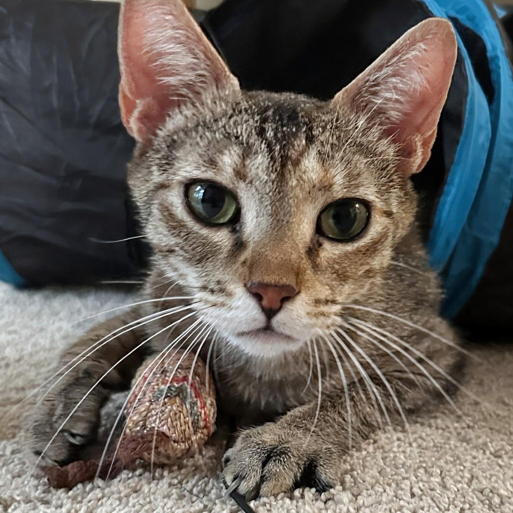 Mora, Adoptable, Young Female Domestic Short Hair.