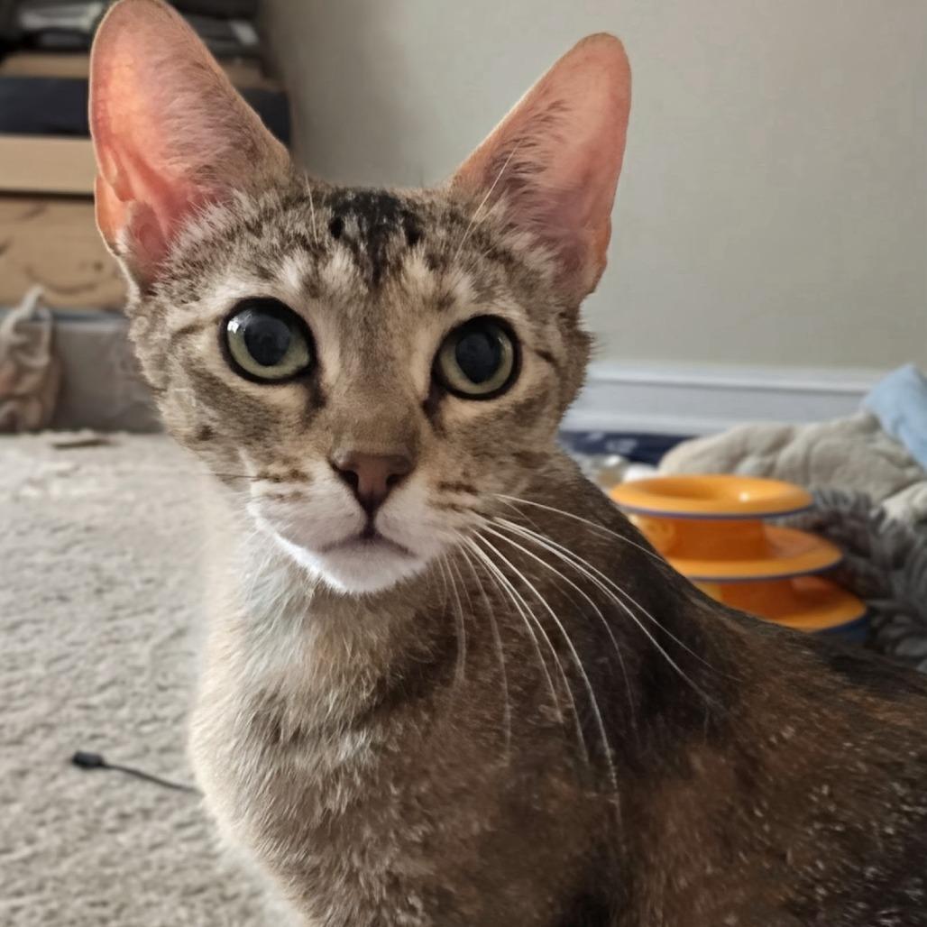 Mora, a Adoptable Domestic Short Hair in Fayetteville, GA image 2/4