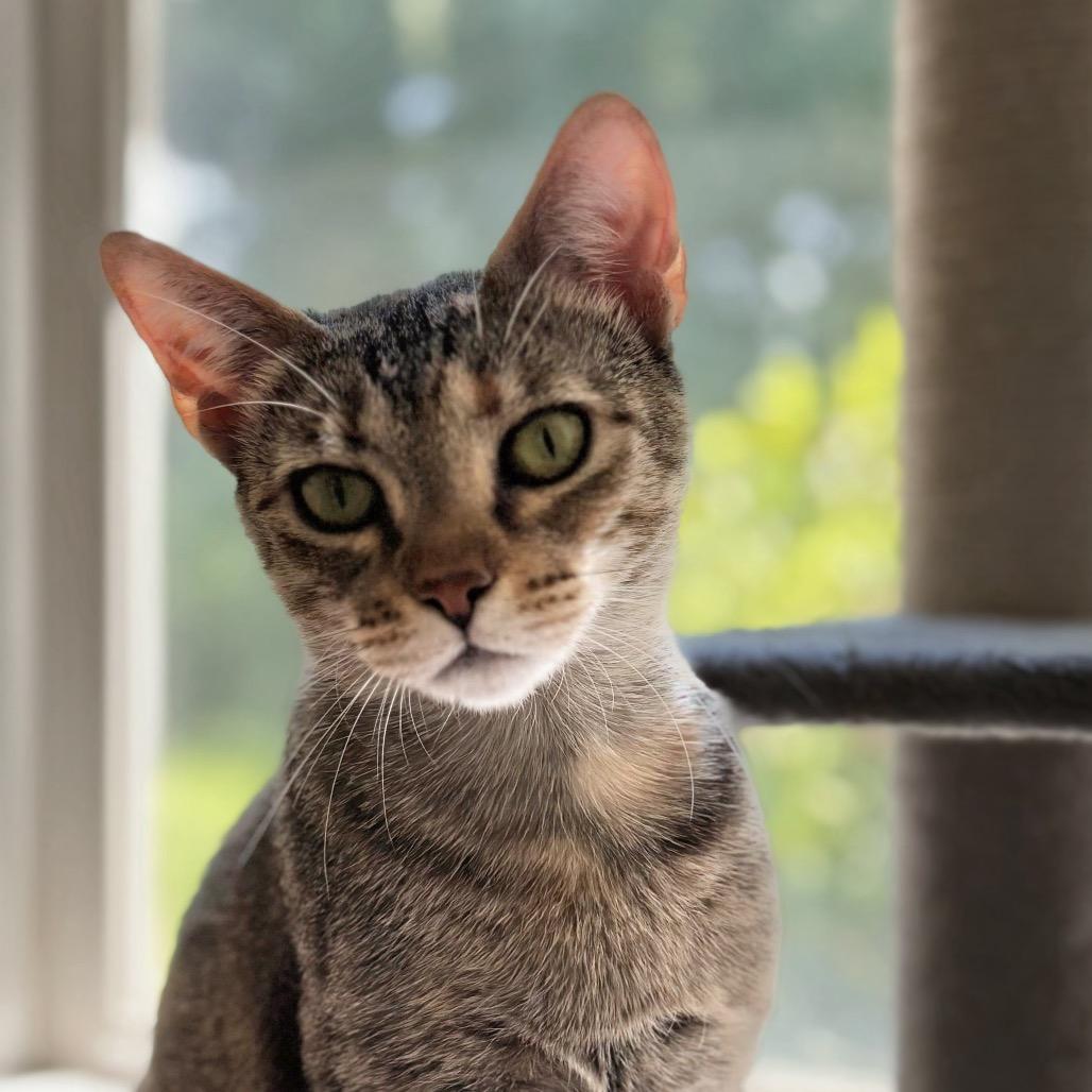 Mora, a Adoptable Domestic Short Hair in Fayetteville, GA image 2/6