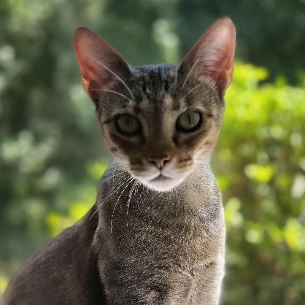 Mora, a Adoptable Domestic Short Hair in Fayetteville, GA image 3/6