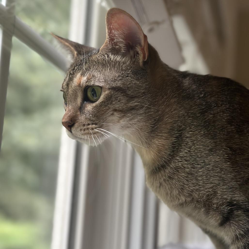 Mora, a Adoptable Domestic Short Hair in Fayetteville, GA image 4/6
