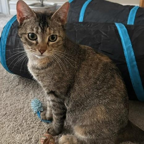 Mora, a Adoptable Domestic Short Hair in Fayetteville, GA image 3/4