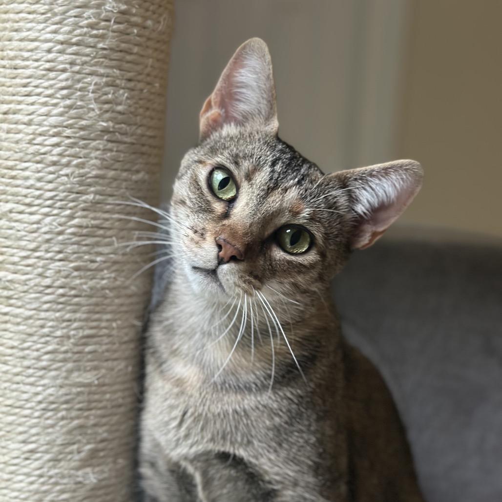 Mora, a Adoptable Domestic Short Hair in Fayetteville, GA image 5/6
