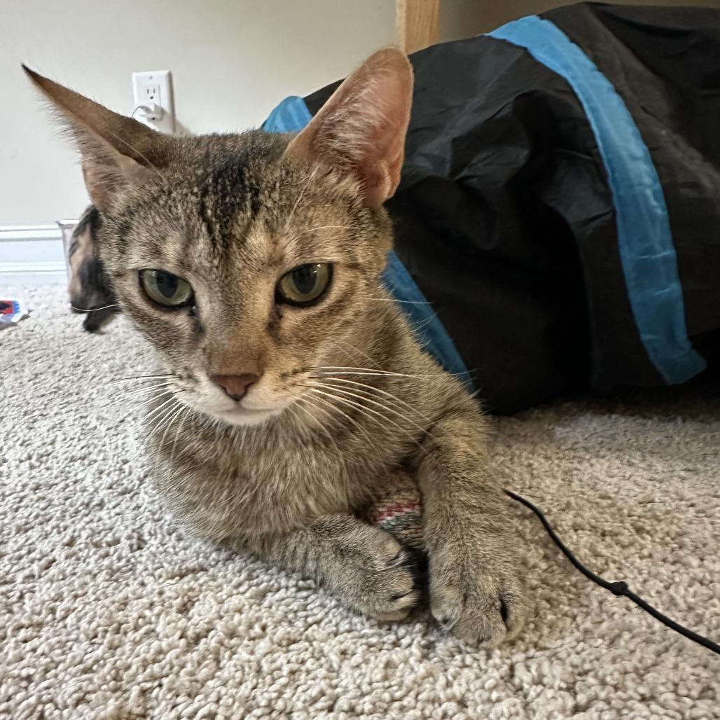 Mora, a Adoptable Domestic Short Hair in Fayetteville, GA image 4/4