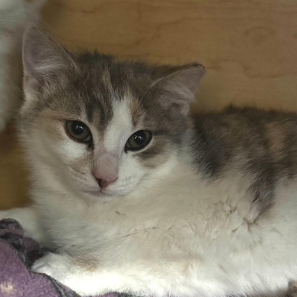 Jeanette, Adoptable, Kitten Female Domestic Short Hair.