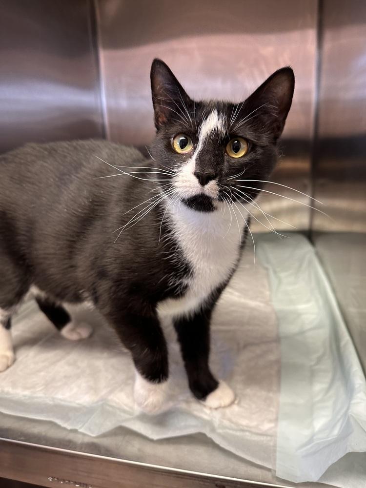 Enlarge Jamaica, a Adoptable mixed breed in Greensburg, PA image 1/1