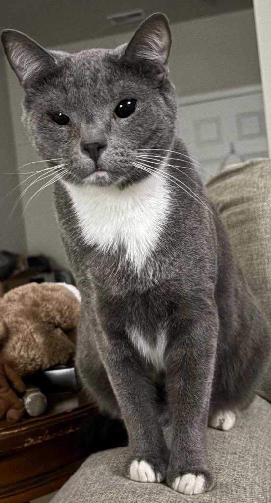 Enlarge Thorin, a Adoptable mixed breed in Newnan, GA image 1/6