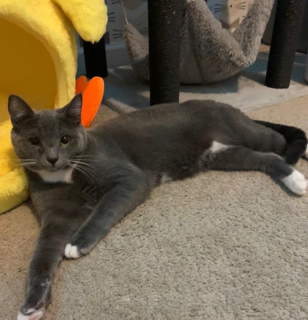 Enlarge Thorin, a Adoptable mixed breed in Newnan, GA image 2/6