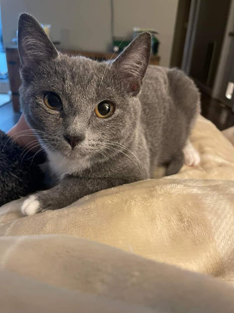 Enlarge Thorin, a Adoptable mixed breed in Newnan, GA image 3/6