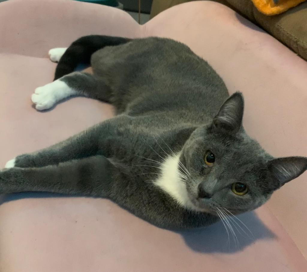 Enlarge Thorin, a Adoptable mixed breed in Newnan, GA image 4/6