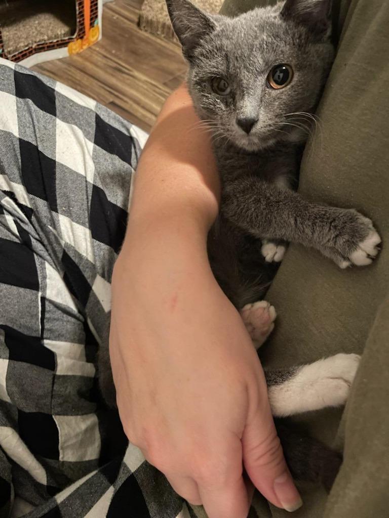 Enlarge Thorin, a Adoptable mixed breed in Newnan, GA image 5/6