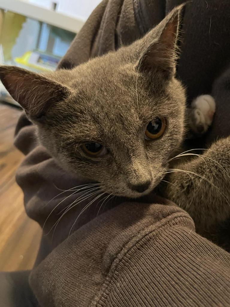 Enlarge Thorin, a Adoptable mixed breed in Newnan, GA image 6/6