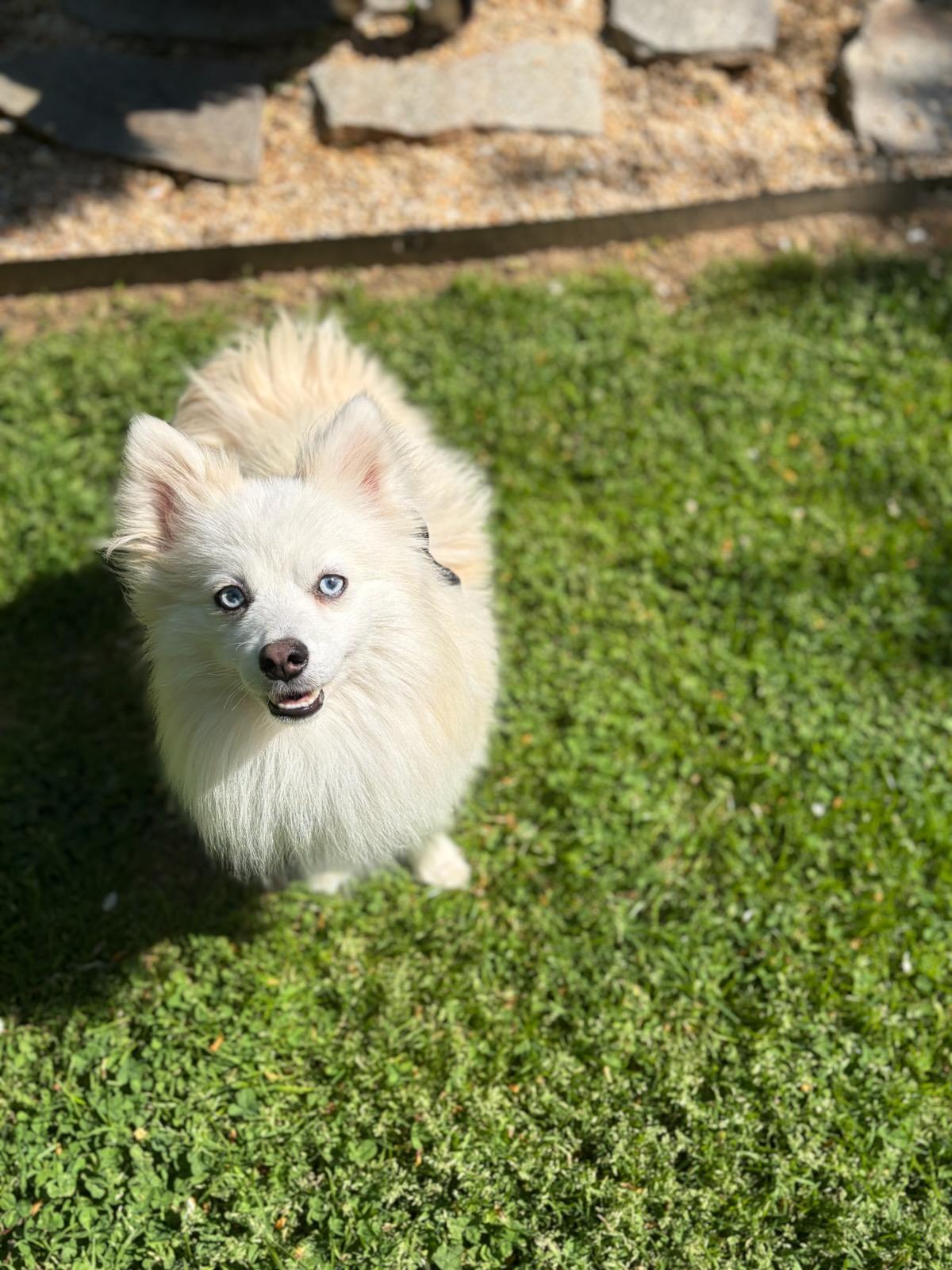 Montana, an adoption pending mixed breed in Clarksburg, MD image 4/6