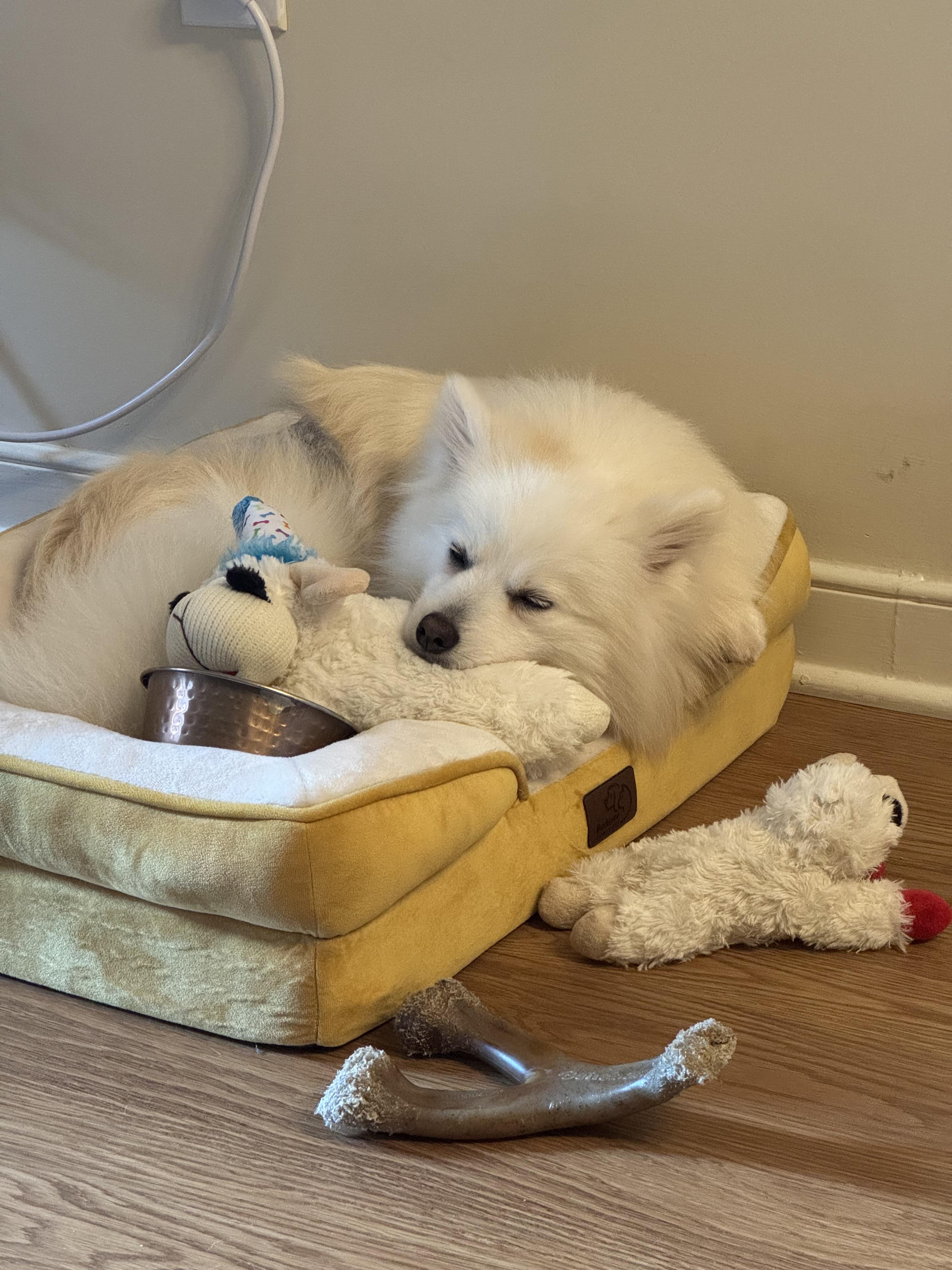 Enlarge Montana, an adoptable mixed breed in Clarksburg, MD image 5/6