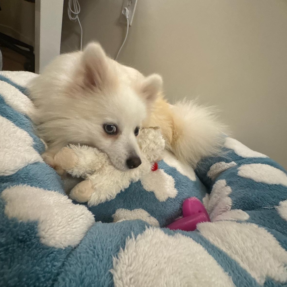 Enlarge Montana, an adoptable mixed breed in Clarksburg, MD image 3/6