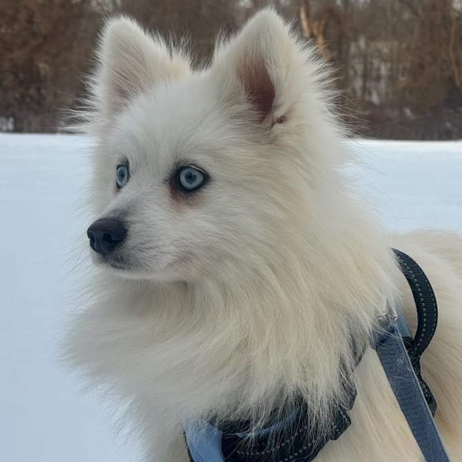 Montana, adoptable, Young Male Pomeranian & Husky.