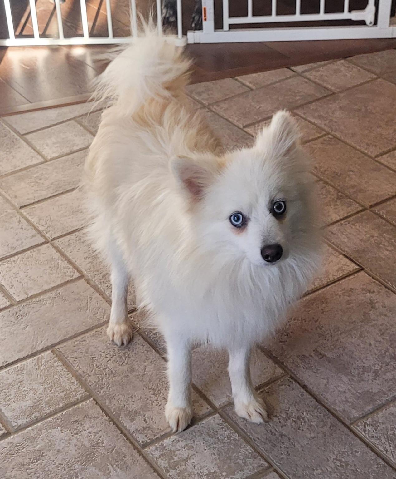 Enlarge Montana, a ADOPTABLE mixed breed in Clarksburg, MD image 4/6