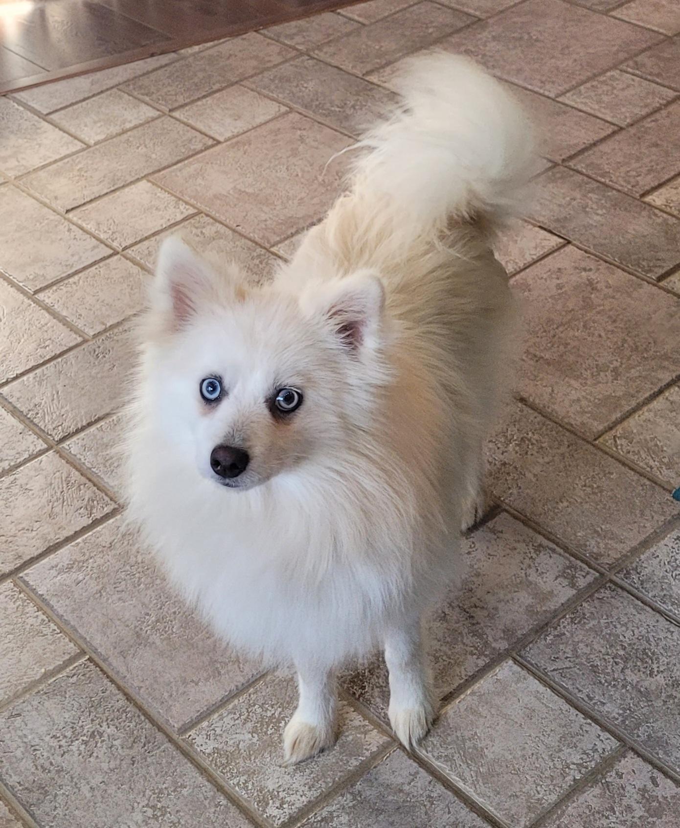 Montana, ADOPTABLE, Young Male Pomeranian & Husky.