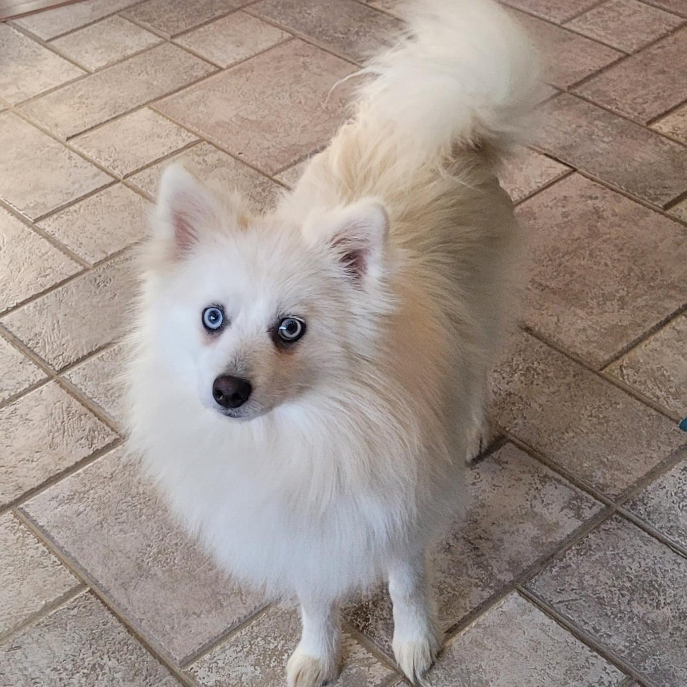 Enlarge Montana, an adoptable mixed breed in Clarksburg, MD image 4/6