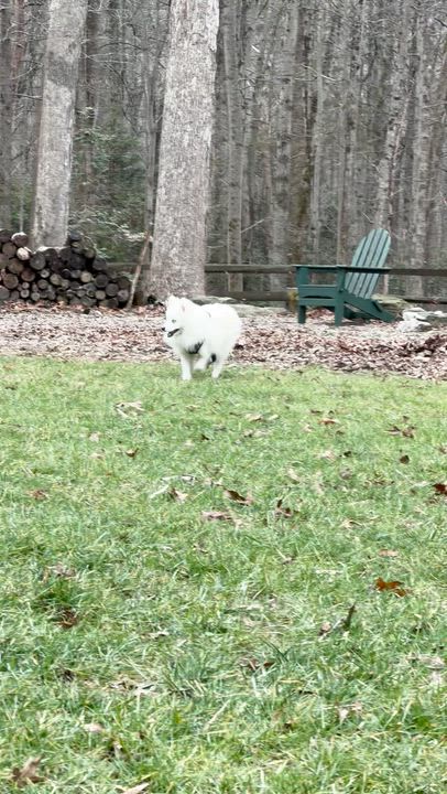 Enlarge Montana, an adoptable mixed breed in Clarksburg, MD video 6/6