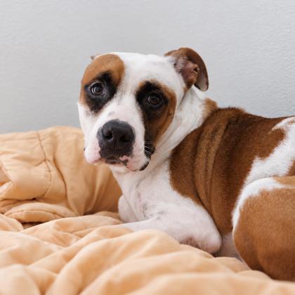 Enlarge Lily, a Adoptable mixed breed in Largo, FL image 1/2