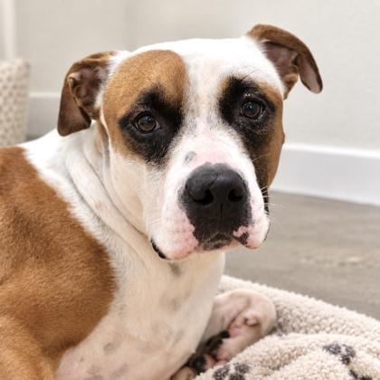 Enlarge Lily, a Adoptable mixed breed in Largo, FL image 2/2
