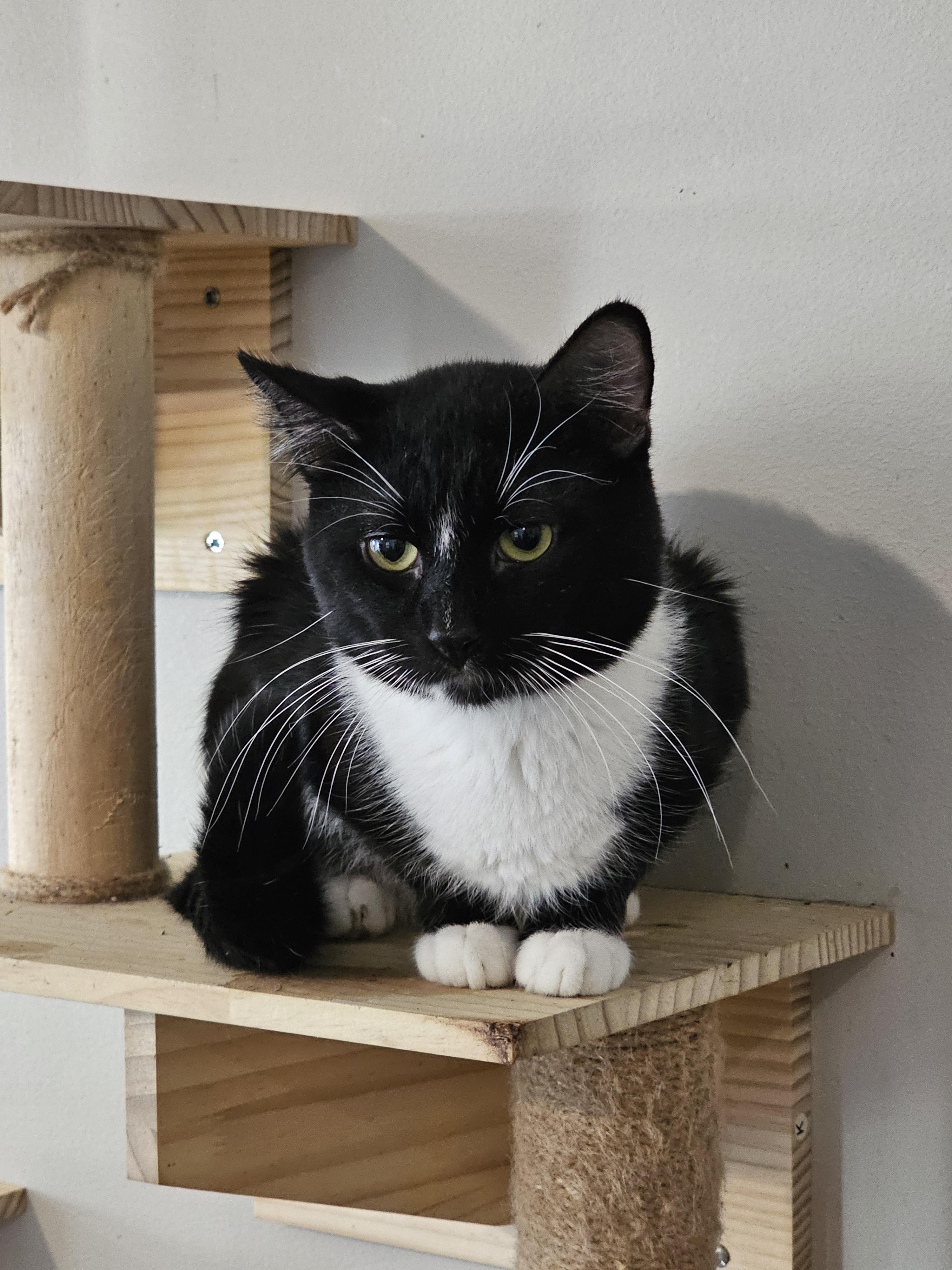 Enlarge Mittie, a Adoptable mixed breed in Pinson, AL image 1/6